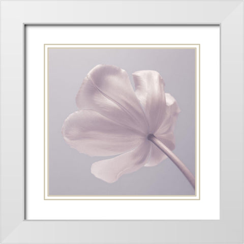 Tulip flower - Closeup White Modern Wood Framed Art Print with Double Matting by Frank, Assaf