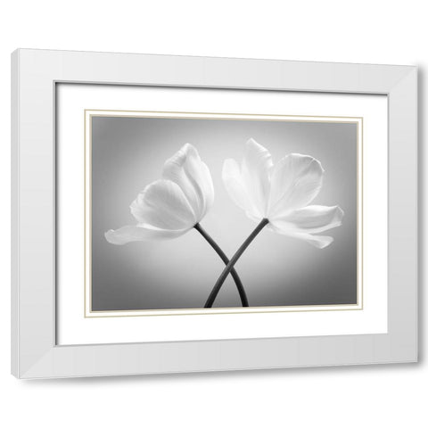 Two Tulip flowers crossed, FTBR-1821 White Modern Wood Framed Art Print with Double Matting by Frank, Assaf