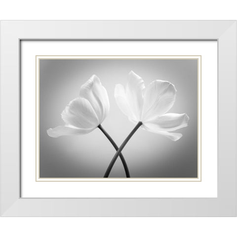 Two Tulip flowers crossed, FTBR-1821 White Modern Wood Framed Art Print with Double Matting by Frank, Assaf