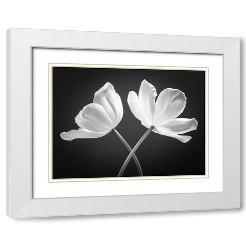 Two Tulip flowers crossed, FTBR-1822 White Modern Wood Framed Art Print with Double Matting by Frank, Assaf