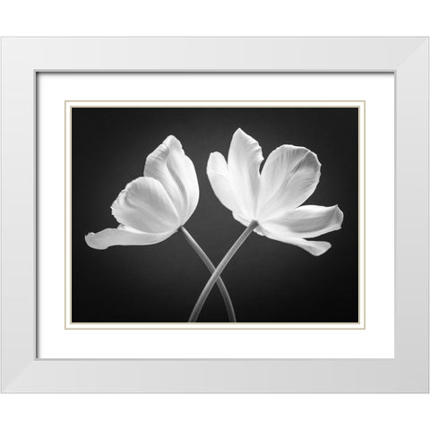 Two Tulip flowers crossed, FTBR-1822 White Modern Wood Framed Art Print with Double Matting by Frank, Assaf