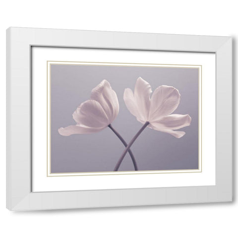 Two Tulip flowers White Modern Wood Framed Art Print with Double Matting by Frank, Assaf