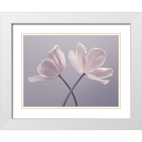 Two Tulip flowers White Modern Wood Framed Art Print with Double Matting by Frank, Assaf