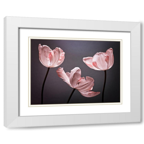 Three Tulips, FTBR-1823 White Modern Wood Framed Art Print with Double Matting by Frank, Assaf