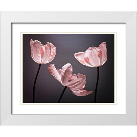 Three Tulips, FTBR-1823 White Modern Wood Framed Art Print with Double Matting by Frank, Assaf