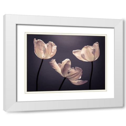 Three Tulips, FTBR-1824 White Modern Wood Framed Art Print with Double Matting by Frank, Assaf