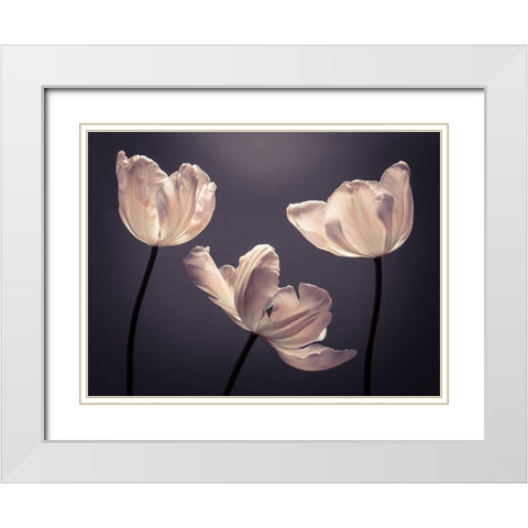 Three Tulips, FTBR-1824 White Modern Wood Framed Art Print with Double Matting by Frank, Assaf