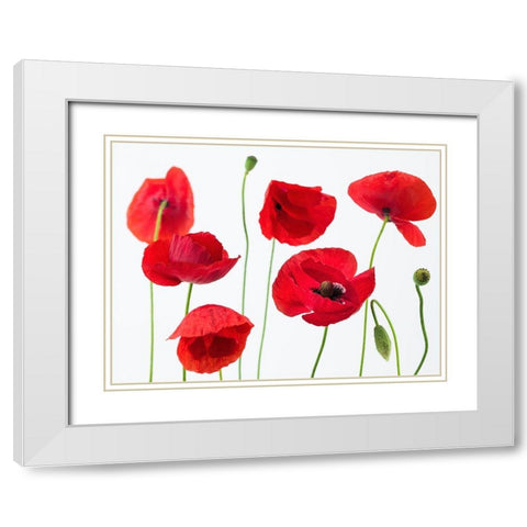 Poppies on white background White Modern Wood Framed Art Print with Double Matting by Frank, Assaf