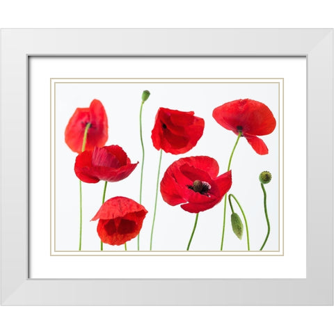 Poppies on white background White Modern Wood Framed Art Print with Double Matting by Frank, Assaf