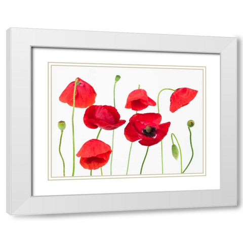 Poppy flowers on white background White Modern Wood Framed Art Print with Double Matting by Frank, Assaf