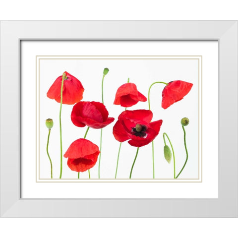 Poppy flowers on white background White Modern Wood Framed Art Print with Double Matting by Frank, Assaf