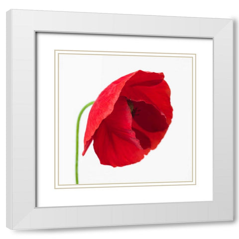 Poppy flower White Modern Wood Framed Art Print with Double Matting by Frank, Assaf
