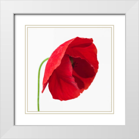 Poppy flower White Modern Wood Framed Art Print with Double Matting by Frank, Assaf
