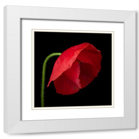 Poppy flower White Modern Wood Framed Art Print with Double Matting by Frank, Assaf