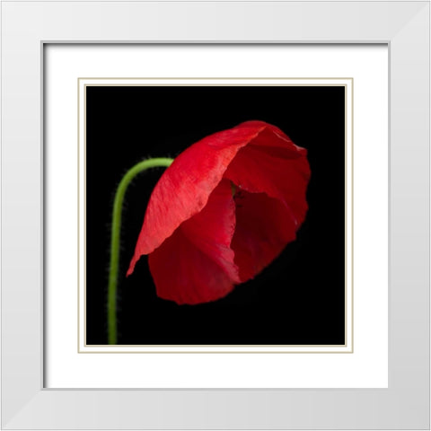 Poppy flower White Modern Wood Framed Art Print with Double Matting by Frank, Assaf