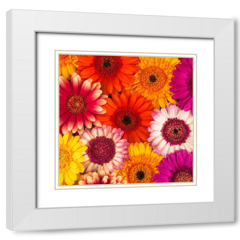 Multi-coloured Gerbera flowers White Modern Wood Framed Art Print with Double Matting by Frank, Assaf