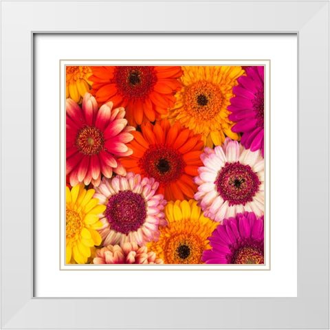 Multi-coloured Gerbera flowers White Modern Wood Framed Art Print with Double Matting by Frank, Assaf