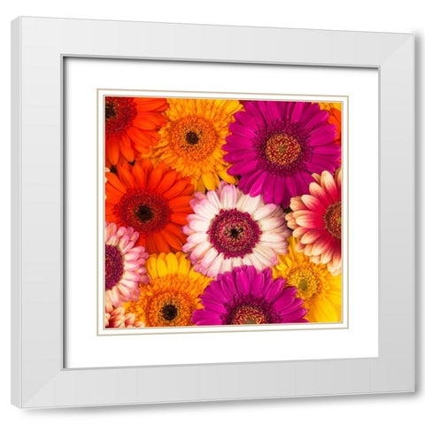 Multi-coloured Gerbera flowers White Modern Wood Framed Art Print with Double Matting by Frank, Assaf