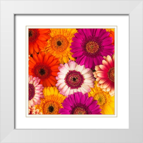 Multi-coloured Gerbera flowers White Modern Wood Framed Art Print with Double Matting by Frank, Assaf