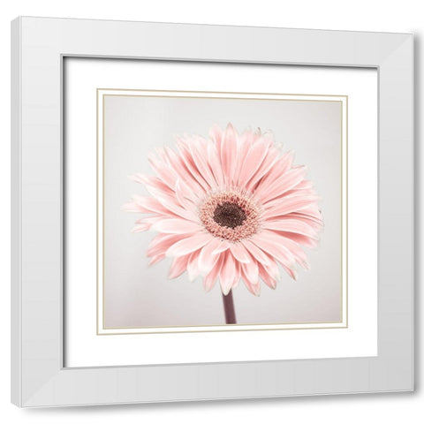Gerbera Flower - FTBR-1926 White Modern Wood Framed Art Print with Double Matting by Frank, Assaf