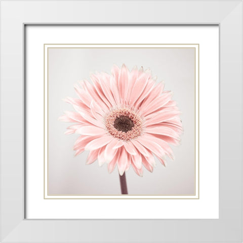 Gerbera Flower - FTBR-1926 White Modern Wood Framed Art Print with Double Matting by Frank, Assaf