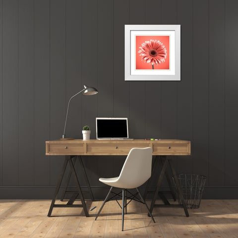 Gerbera Flower - FTBR-1930 White Modern Wood Framed Art Print with Double Matting by Frank, Assaf