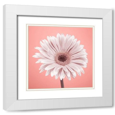 Gerbera Flower - FTBR-1928 White Modern Wood Framed Art Print with Double Matting by Frank, Assaf