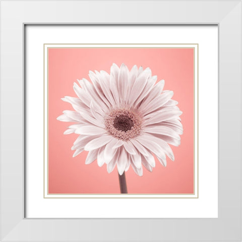 Gerbera Flower - FTBR-1928 White Modern Wood Framed Art Print with Double Matting by Frank, Assaf