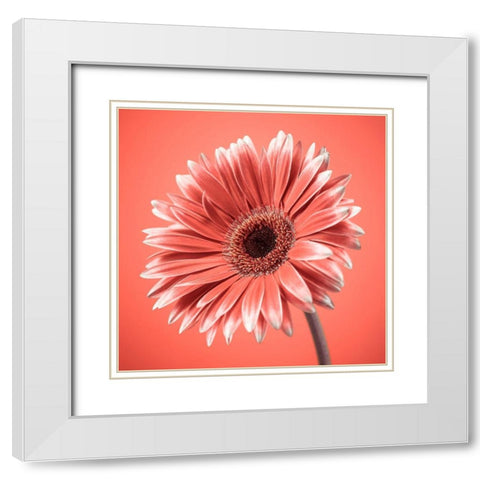 Gerbera Flower - FTBR-1931 White Modern Wood Framed Art Print with Double Matting by Frank, Assaf