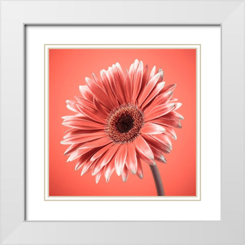 Gerbera Flower - FTBR-1931 White Modern Wood Framed Art Print with Double Matting by Frank, Assaf