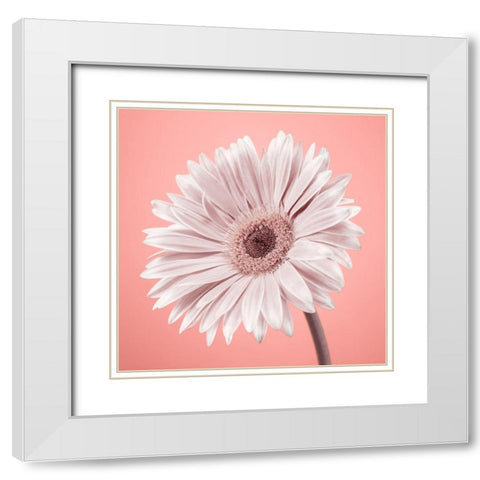 Gerbera Flower - FTBR-1929 White Modern Wood Framed Art Print with Double Matting by Frank, Assaf