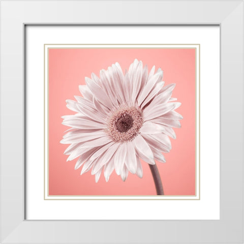 Gerbera Flower - FTBR-1929 White Modern Wood Framed Art Print with Double Matting by Frank, Assaf