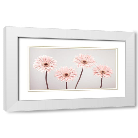 Four Gerberas, FTBR-1885 White Modern Wood Framed Art Print with Double Matting by Frank, Assaf
