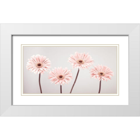 Four Gerberas, FTBR-1885 White Modern Wood Framed Art Print with Double Matting by Frank, Assaf