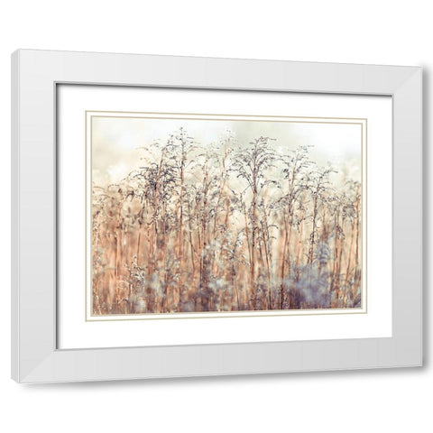 Grass Reeds White Modern Wood Framed Art Print with Double Matting by Frank, Assaf
