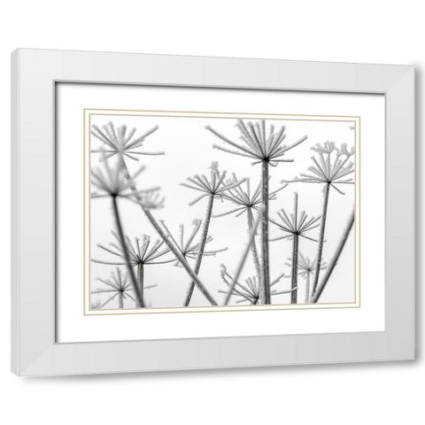 Frosty cow parsley White Modern Wood Framed Art Print with Double Matting by Frank, Assaf