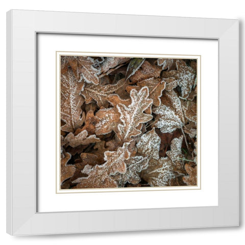 Frosty cow parsley White Modern Wood Framed Art Print with Double Matting by Frank, Assaf