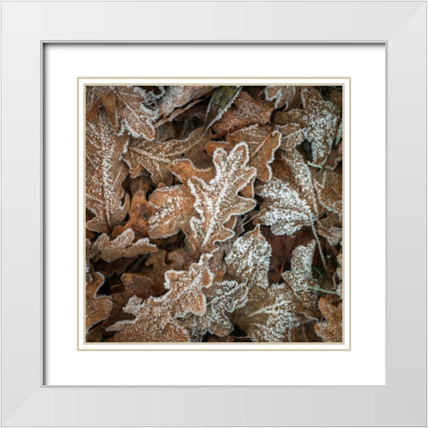 Frosty cow parsley White Modern Wood Framed Art Print with Double Matting by Frank, Assaf