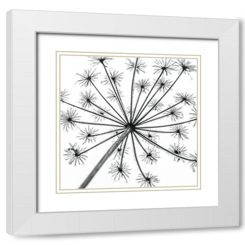 Frosty cow parsley White Modern Wood Framed Art Print with Double Matting by Frank, Assaf