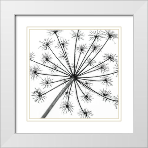 Frosty cow parsley White Modern Wood Framed Art Print with Double Matting by Frank, Assaf