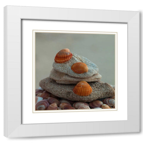 Sea shells on pebbles White Modern Wood Framed Art Print with Double Matting by Frank, Assaf