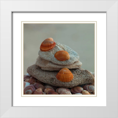 Sea shells on pebbles White Modern Wood Framed Art Print with Double Matting by Frank, Assaf