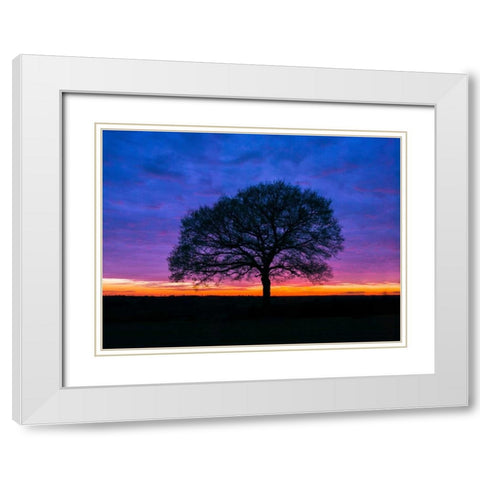 Silhouette of a tree against coloured skies White Modern Wood Framed Art Print with Double Matting by Frank, Assaf