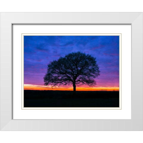 Silhouette of a tree against coloured skies White Modern Wood Framed Art Print with Double Matting by Frank, Assaf
