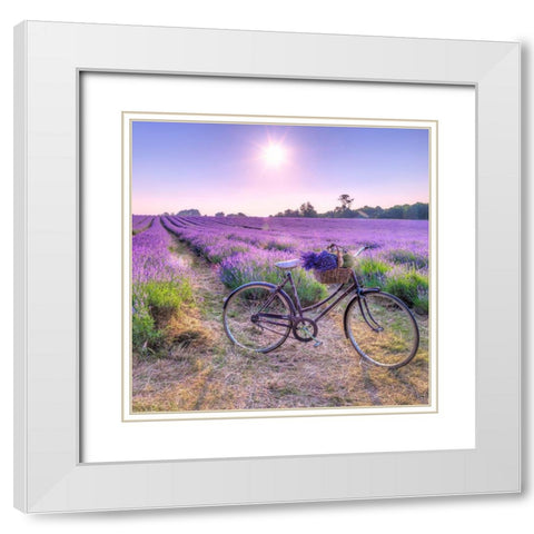 Bicycle with flowers in a Lavender field White Modern Wood Framed Art Print with Double Matting by Frank, Assaf
