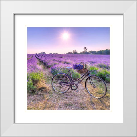 Bicycle with flowers in a Lavender field White Modern Wood Framed Art Print with Double Matting by Frank, Assaf