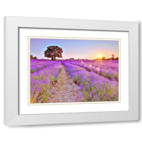 Lavender field at sunset White Modern Wood Framed Art Print with Double Matting by Frank, Assaf