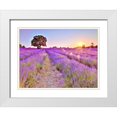 Lavender field at sunset White Modern Wood Framed Art Print with Double Matting by Frank, Assaf