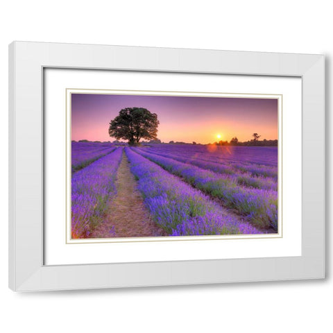 Lavender field at sunset White Modern Wood Framed Art Print with Double Matting by Frank, Assaf