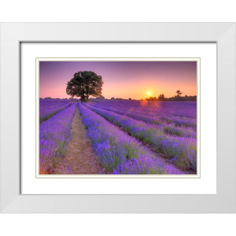 Lavender field at sunset White Modern Wood Framed Art Print with Double Matting by Frank, Assaf